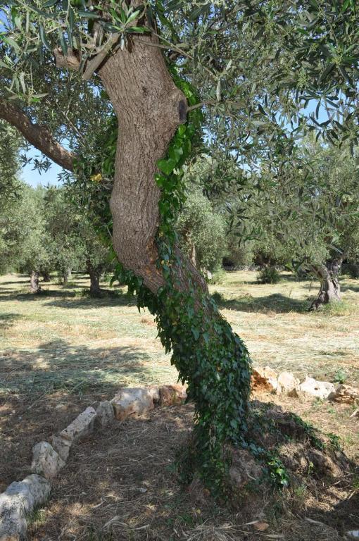 Masseria Costanza Putignano Εξωτερικό φωτογραφία