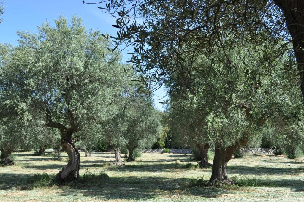 Masseria Costanza Putignano Εξωτερικό φωτογραφία