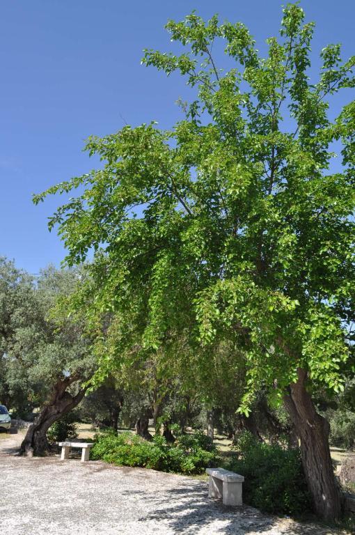 Masseria Costanza Putignano Εξωτερικό φωτογραφία