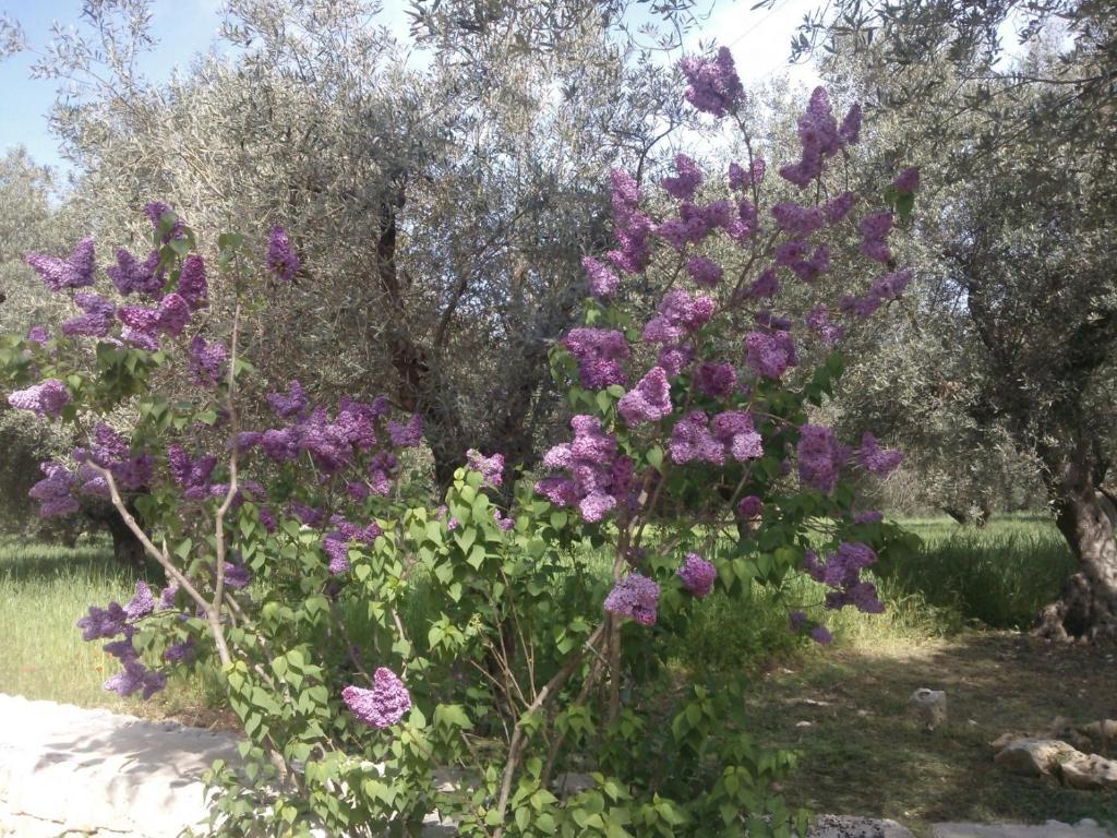 Masseria Costanza Putignano Εξωτερικό φωτογραφία